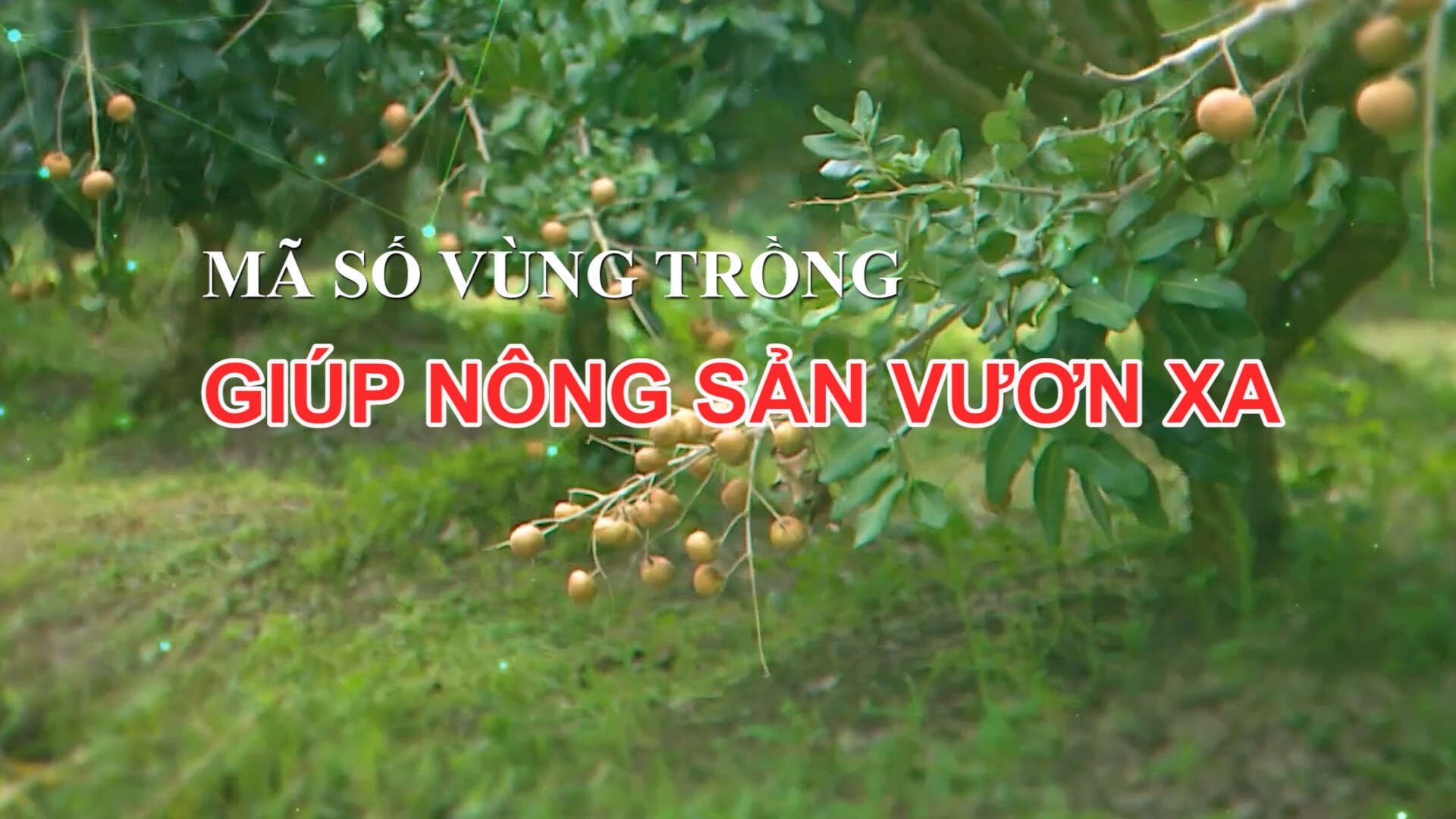 Mã số vùng trồng giúp nông sản vươn xa